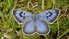 'Crisis point' for Wales' wildlife
