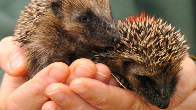 Hedgehogs are struggling in the face of threats from humans and climate change.