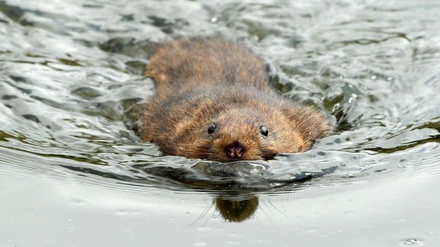 Water voles saw their numbers plummet by 90% in recent years due to destruction of their habitat.