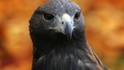 Warning: Our wildlife 'in trouble'