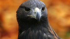 Warning: Our wildlife 'in trouble'