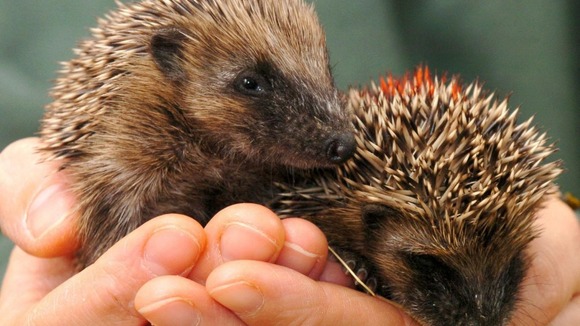 hedgehogs