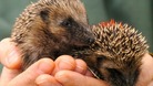 Fears for our wildlife as habitats are destroyed