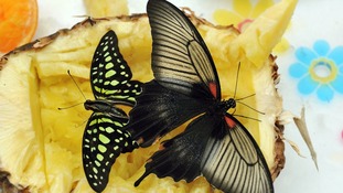 Butterflies