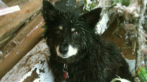 The Oklahoma County Sheriff's Office wrote, 'Man's best friend to the end'.