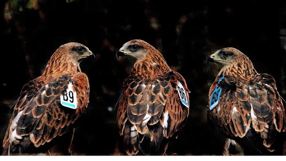 Red Kites wait to be released