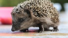 British wildlife in decline 