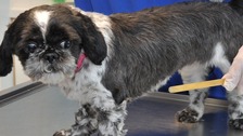 Lady looks at the stick after it was pulled from her stomach