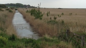 Cley Marshes