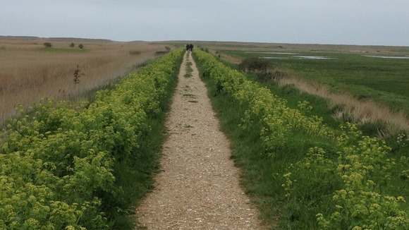 Cley Marshes