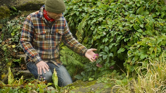 A gardener checks the purple flower of a Helleborus orientalis