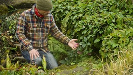 A gardener checks the purple flower of a Helleborus orientalis