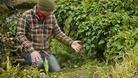 A gardener checks the purple flower of a Helleborus orientalis