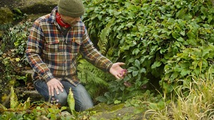 A gardener checks the purple flower of a Helleborus orientalis