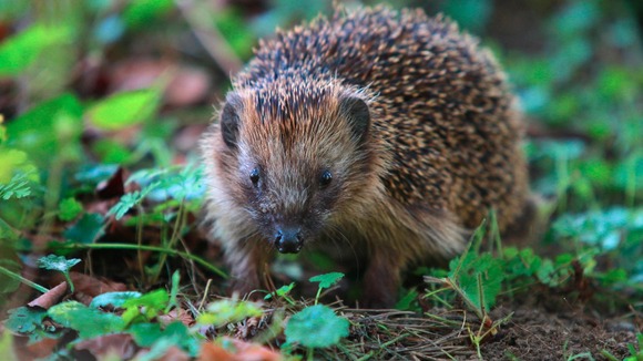 Hedgehog