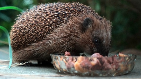 Hedgehog