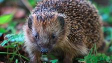 Study prompts fears for the region's wildlife