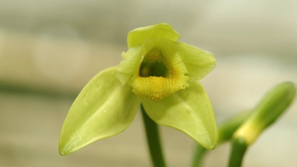 Vanilla orchid
