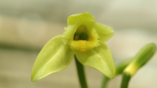 Vanilla orchid
