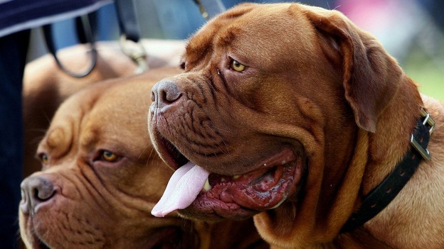 Dogs at the Battersea Dogs and Cats Home