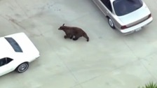 Black bear takes a stroll through LA neighbourhood