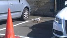 Protected seagulls nest in Newcastle car park