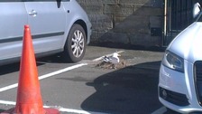 Protected seagulls nest in Newcastle car park