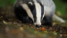Campaigners work to prevent the badger cull