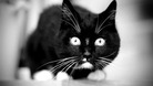 Cat gets stuck in car engine for two weeks - and lives!