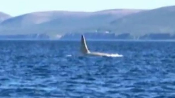 White whale