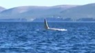 White whale 