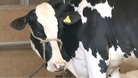 East of England Show ends after 200 years