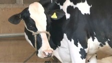 East of England Show ends after 200 years