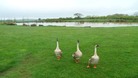 Geese at Sykes farm near Scorton, Trough of Bowland.