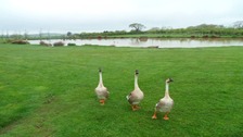 Geese at Sykes farm near Scorton, Trough of Bowland.