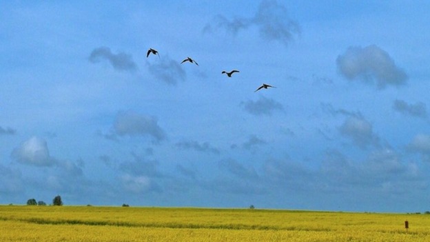 Yaxley, Cambridgeshire