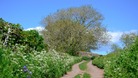 woodland path at Hest Bank, Lancaster.