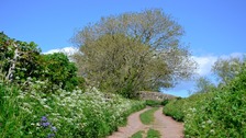 woodland path at Hest Bank, Lancaster.