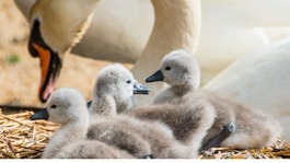 Baby cygnets