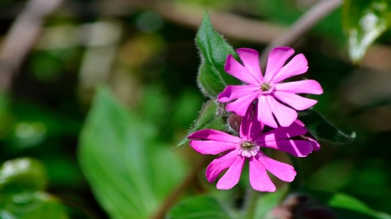 flower in sunshine