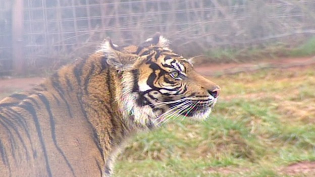 One of the tigers at South Lakes Wild Animal Park