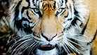 Woman dies after tiger attack