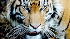 Woman dies after tiger attack