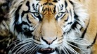 Female zoo keeper dies after tiger attack 