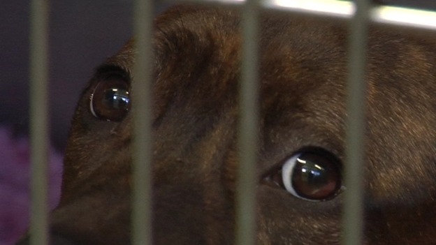 There have been calls for a reform of the Dangerous Dog Act following previous attacks