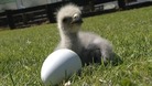 Bald eagle triplets born in Barry