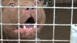 New laws for dangerous dogs
