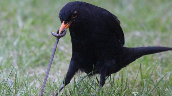 Hungry blackbird