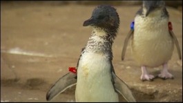 Dirk the penguin