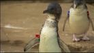 Dirk the penguin